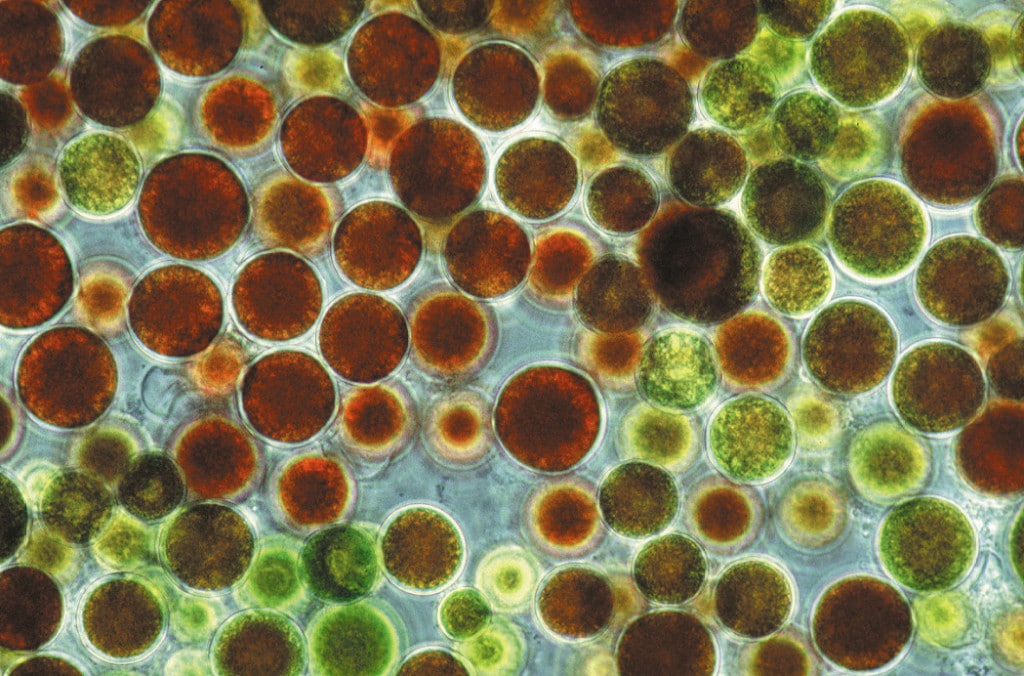 Alga Haematococcus pluvialis